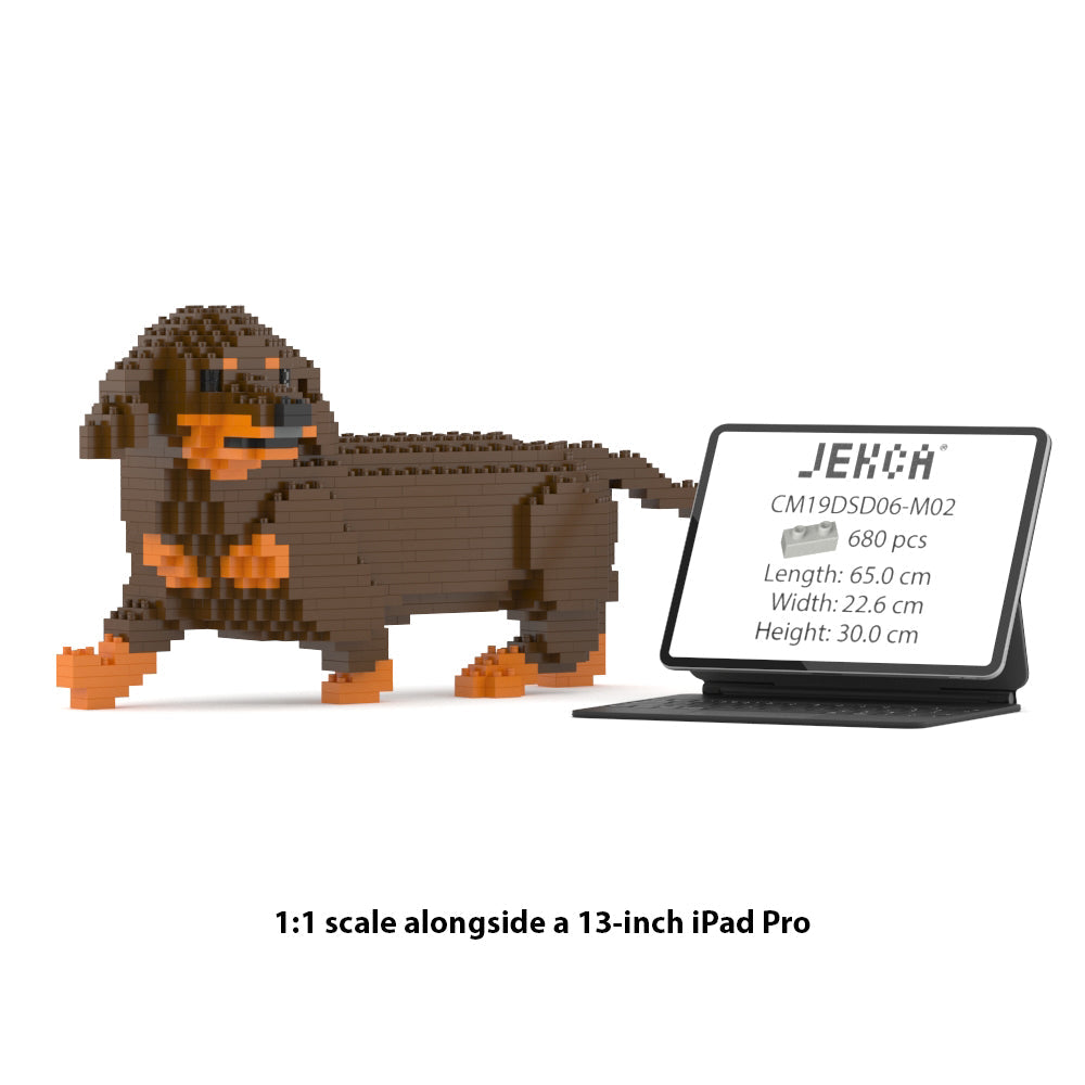 Dachshund 06-M02