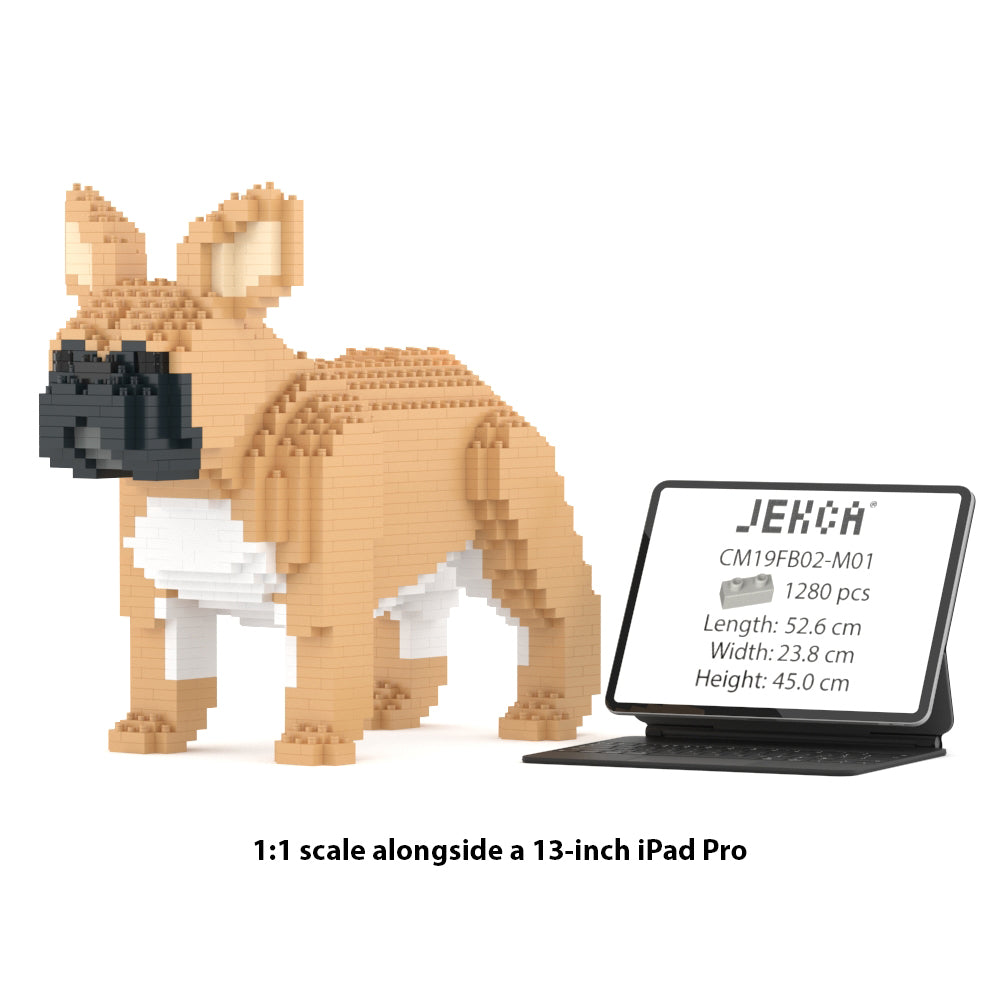 French Bulldog 02-M01