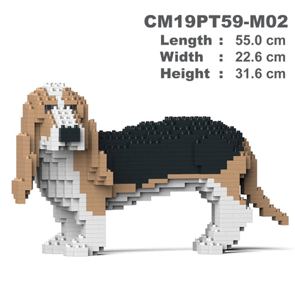 Basset Hound 01-M02