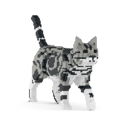 American Shorthair Cat 02S-M01