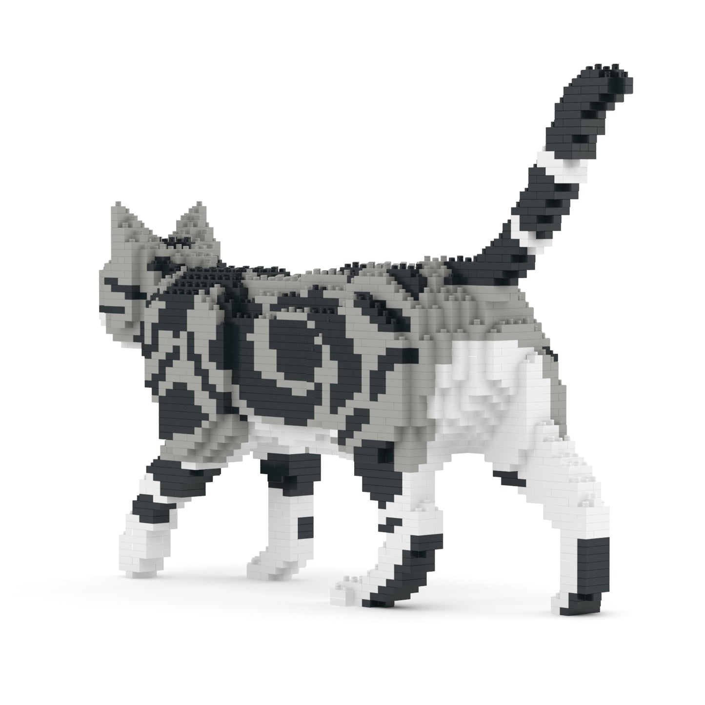 American Shorthair Cat 02S-M01