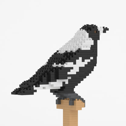 Australian Magpie 01S