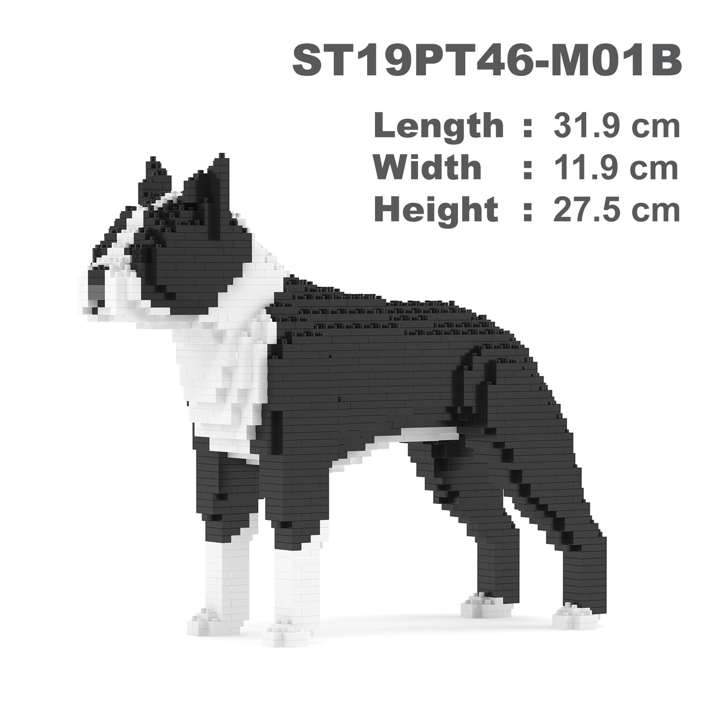 Boston Terrier 01-M01B