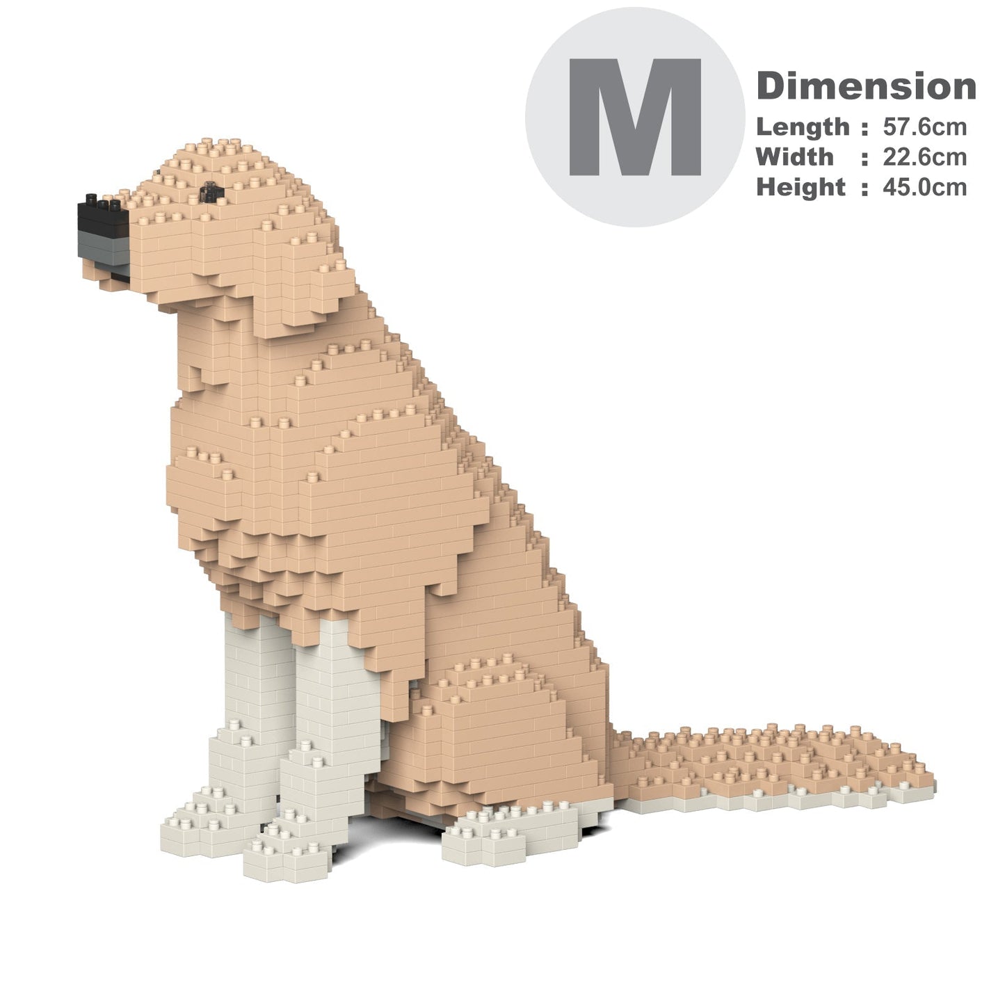 Golden Retriever 03-M01