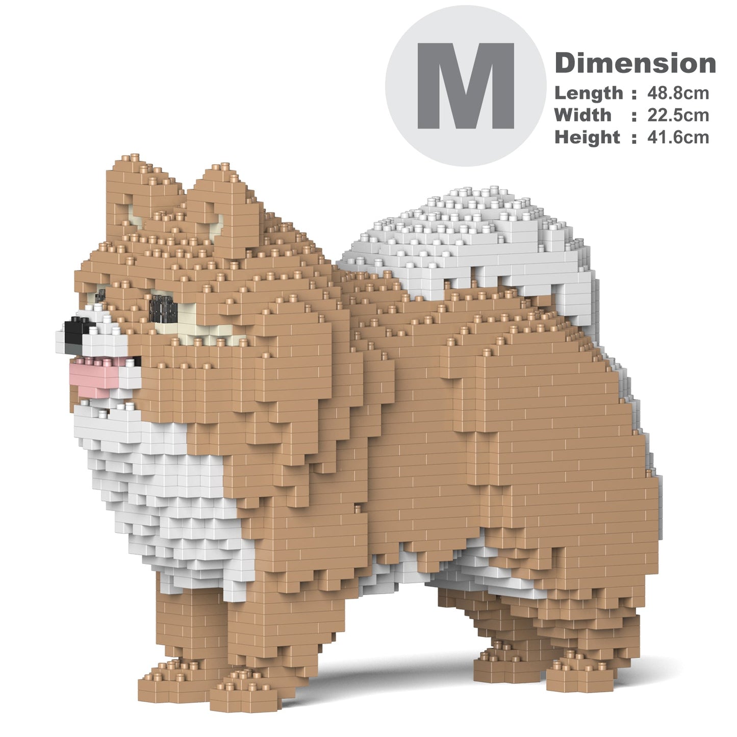 Pomeranian 02-M01