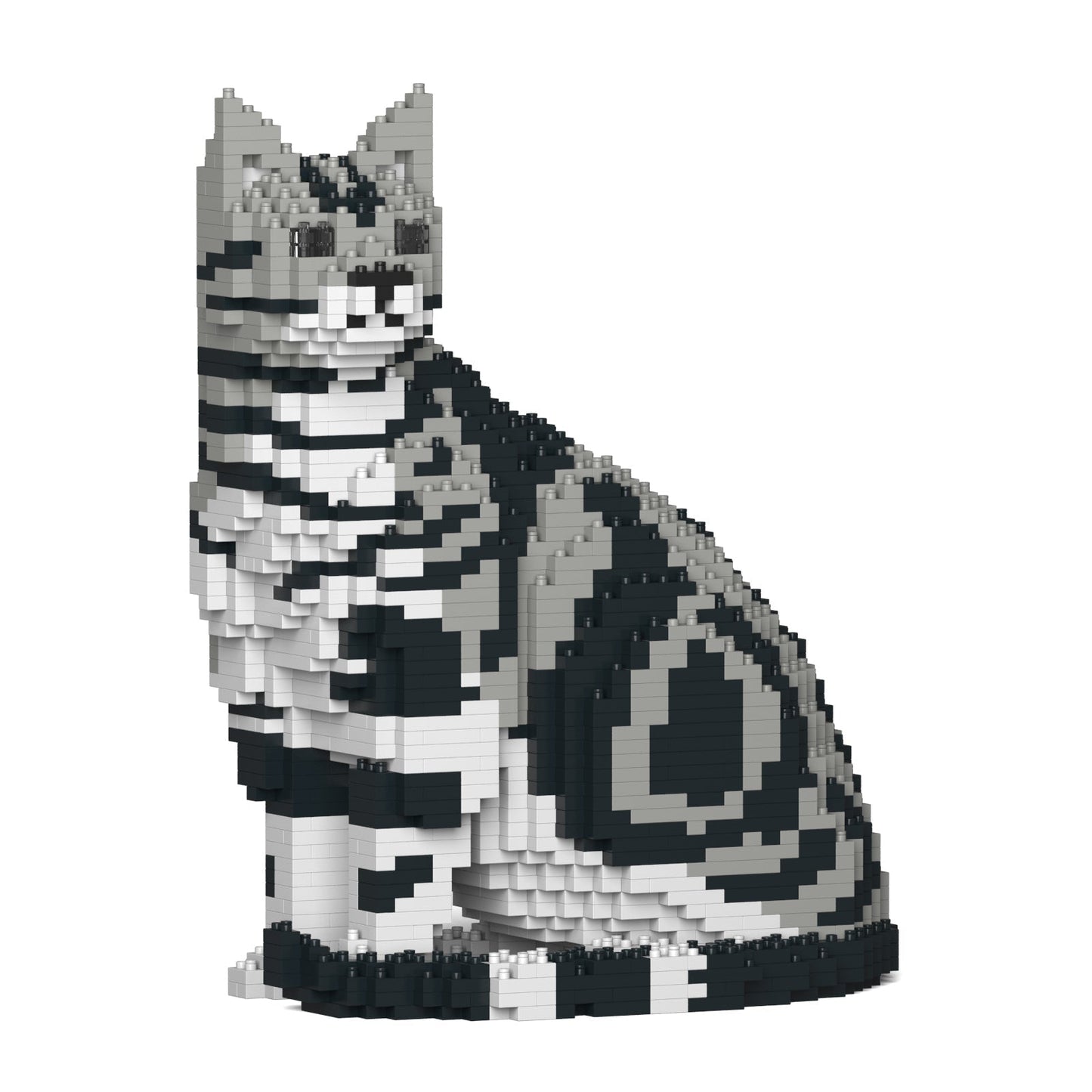 American Shorthair Cat 01S-M01