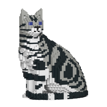 American Shorthair Cat 01S-M01