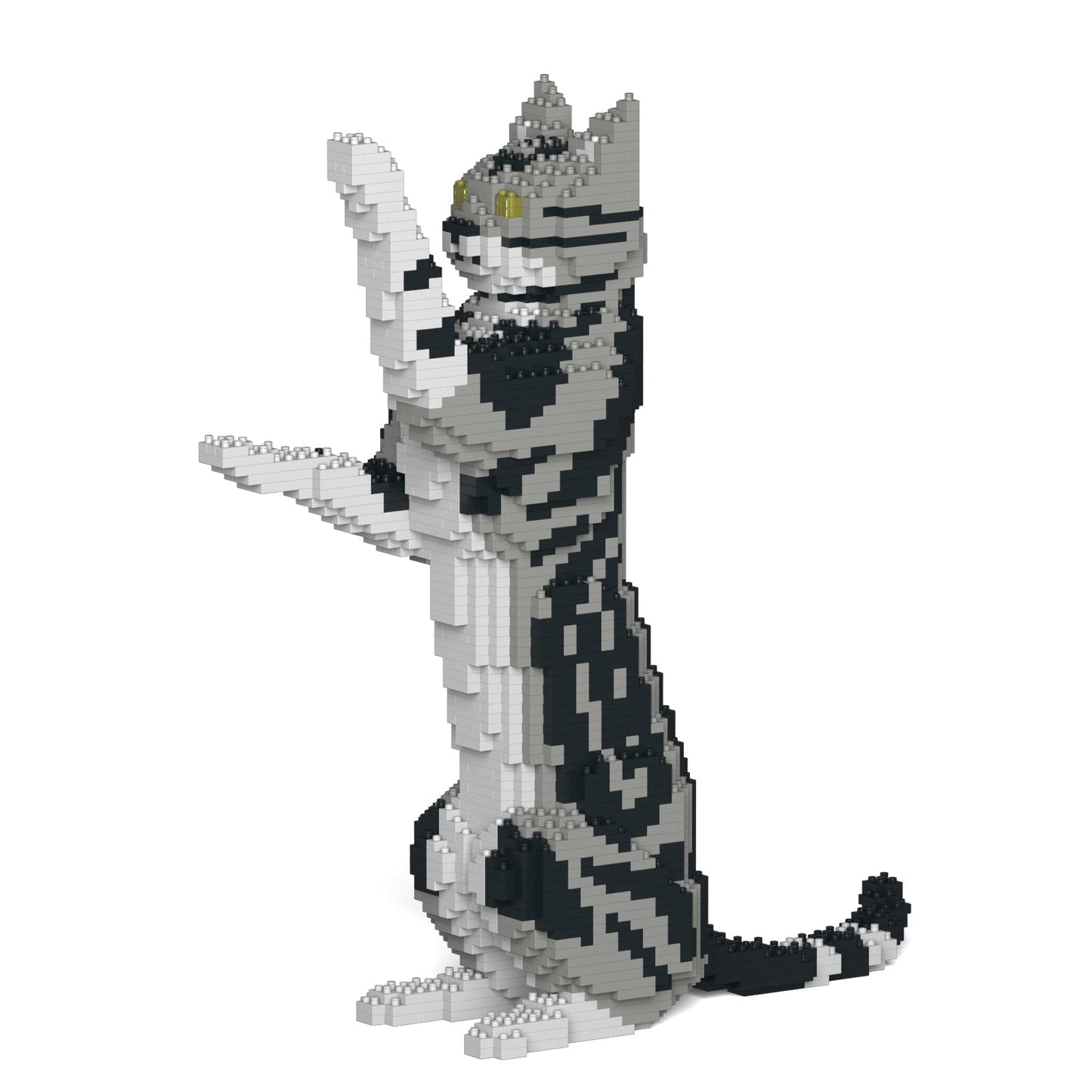 American Shorthair Cat 05S-M01