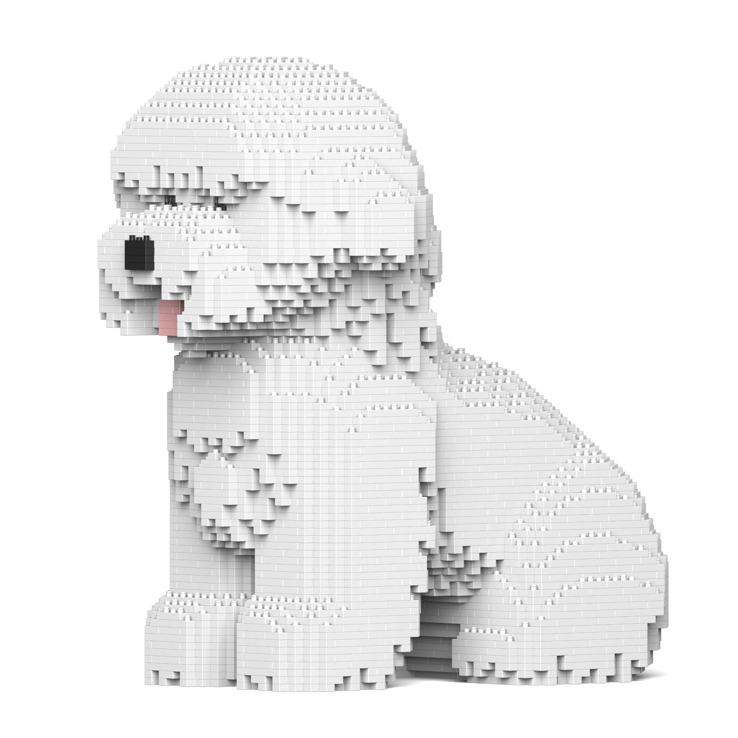 Bichon Frise 03