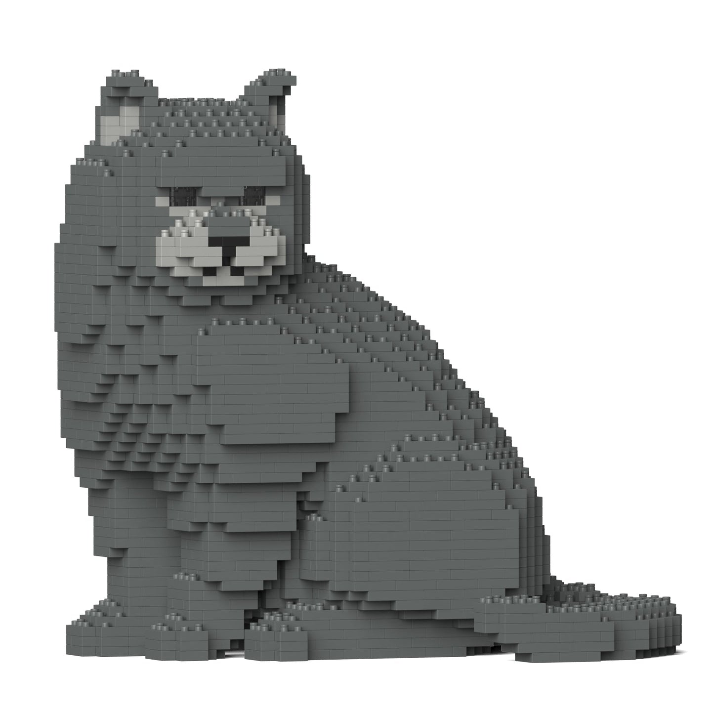 British Shorthair Cat 01S-M01