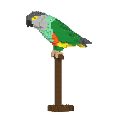 Senegal Parrot 01S