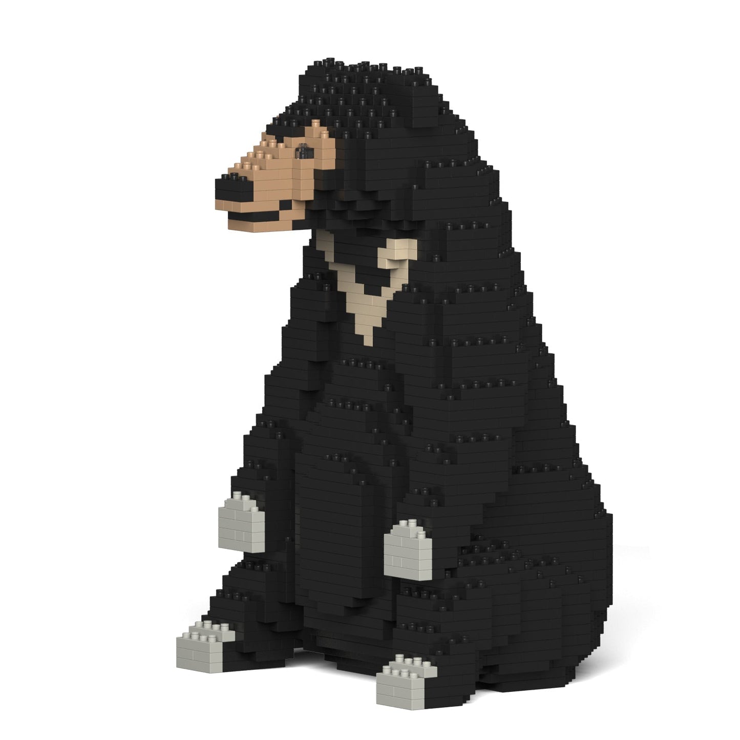 Sun Bear 01