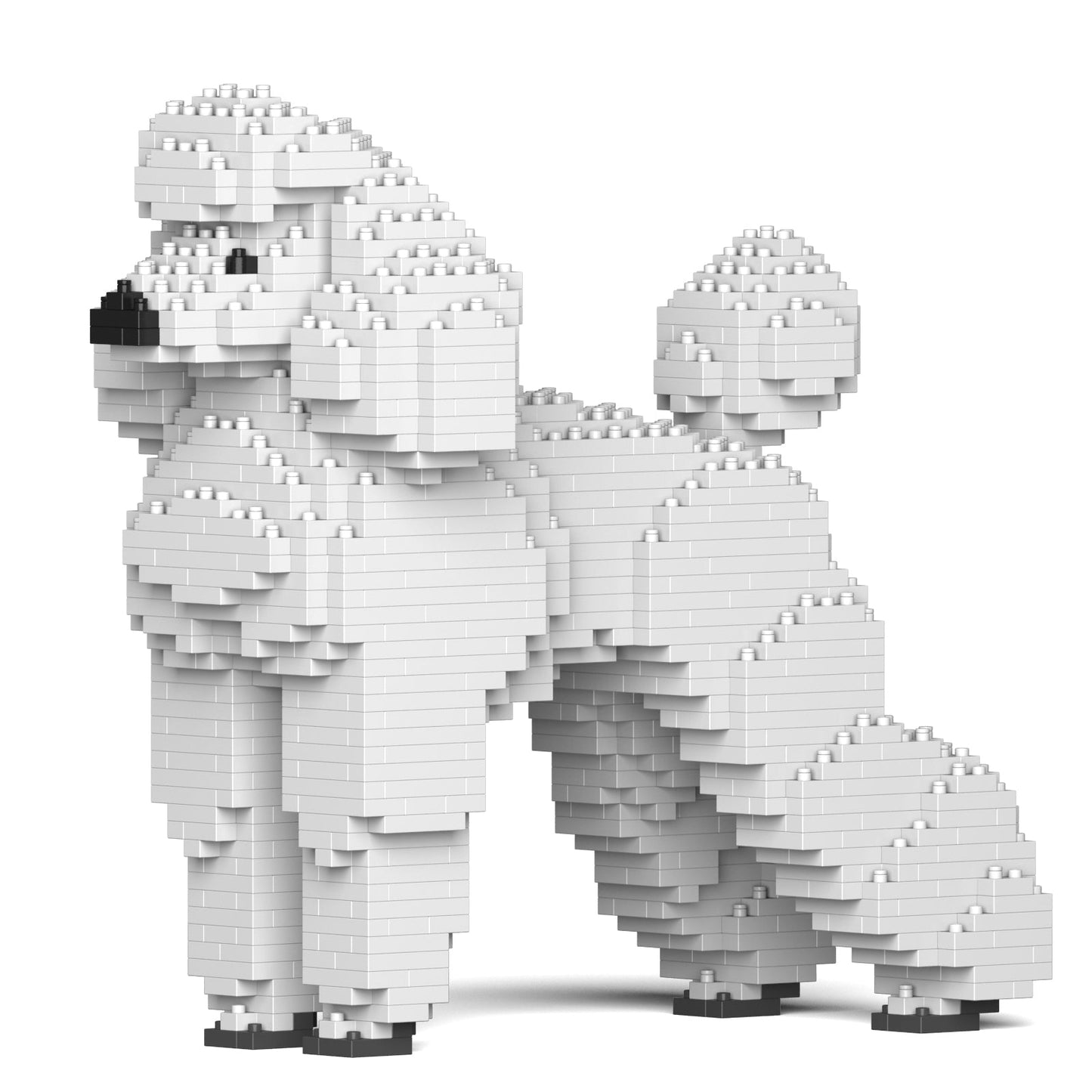 Standard Poodle 01-M01