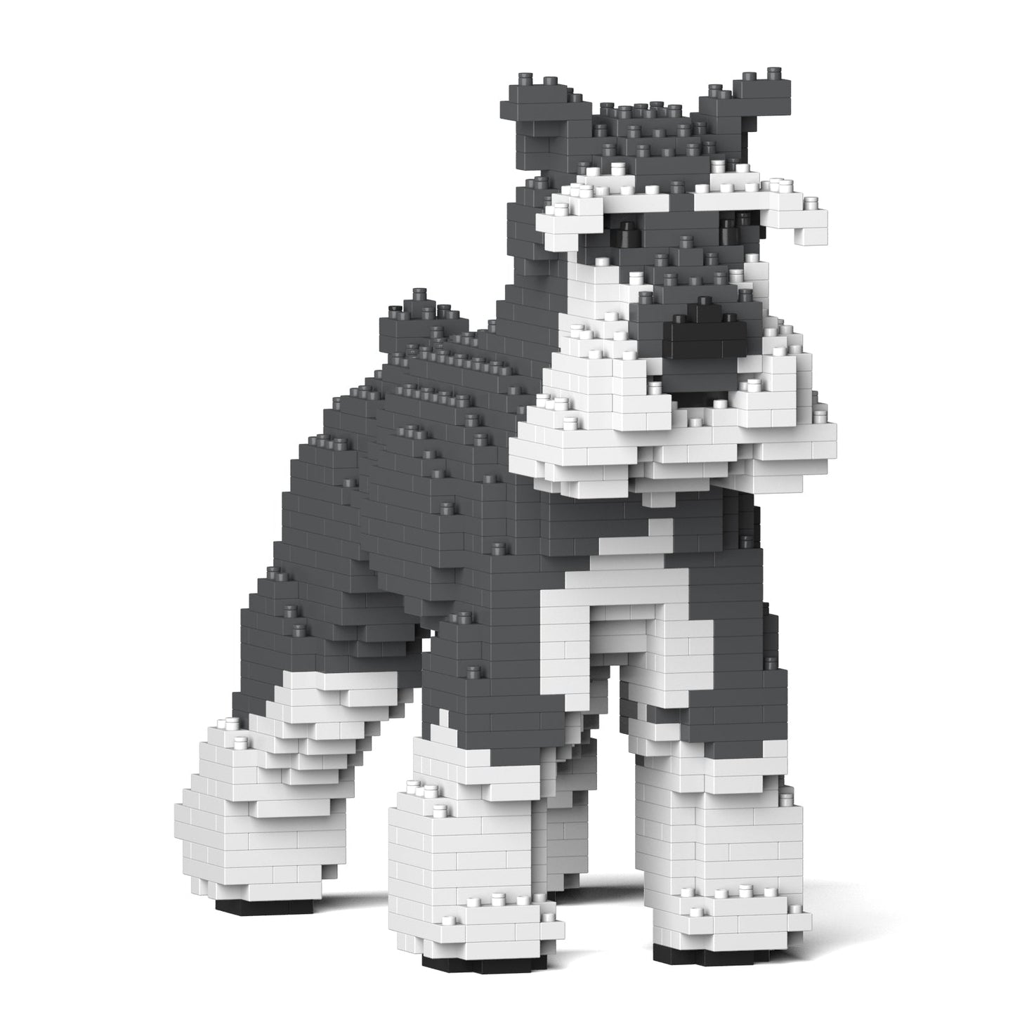 Standard Schnauzer 01-M01