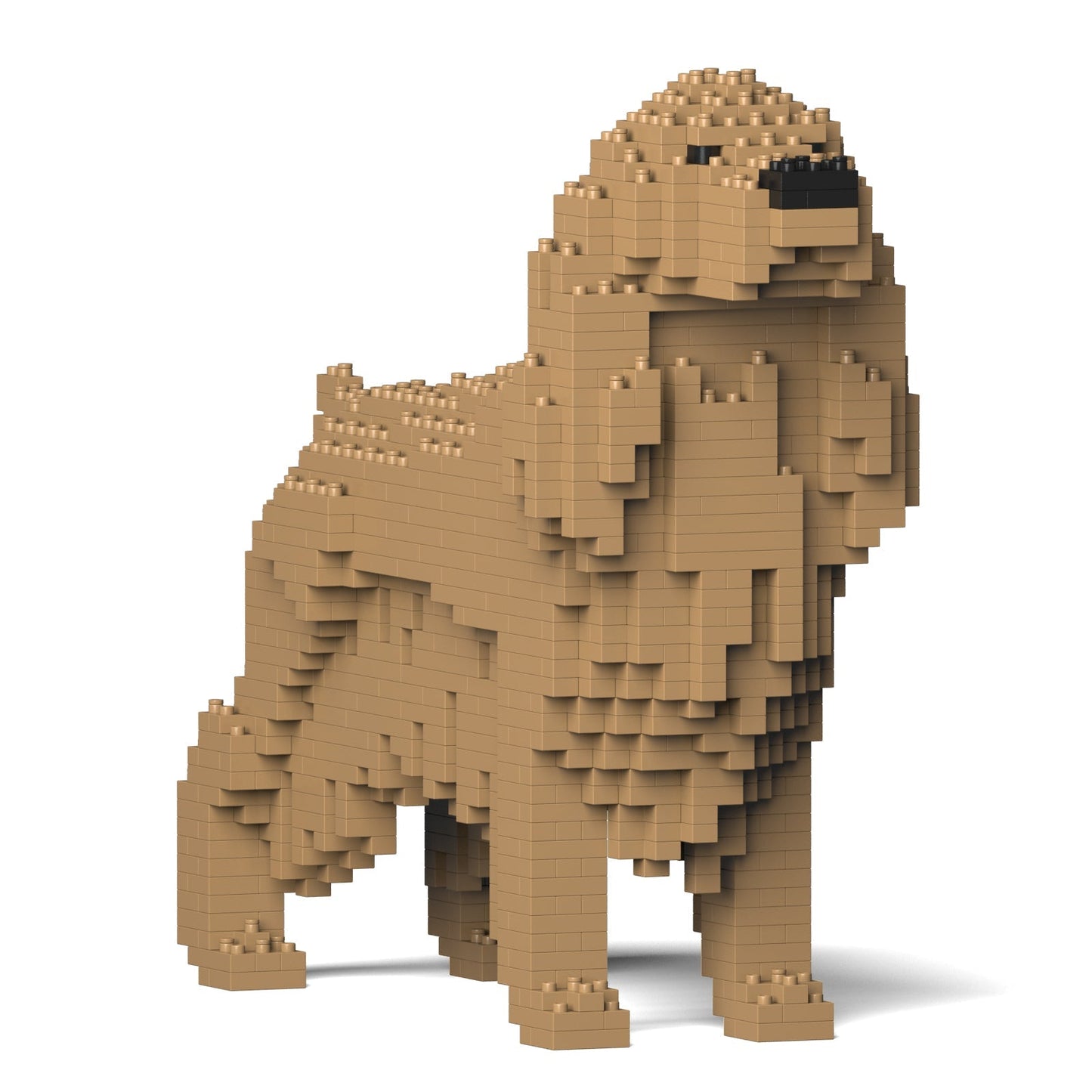 English Cocker Spaniel 01-M01