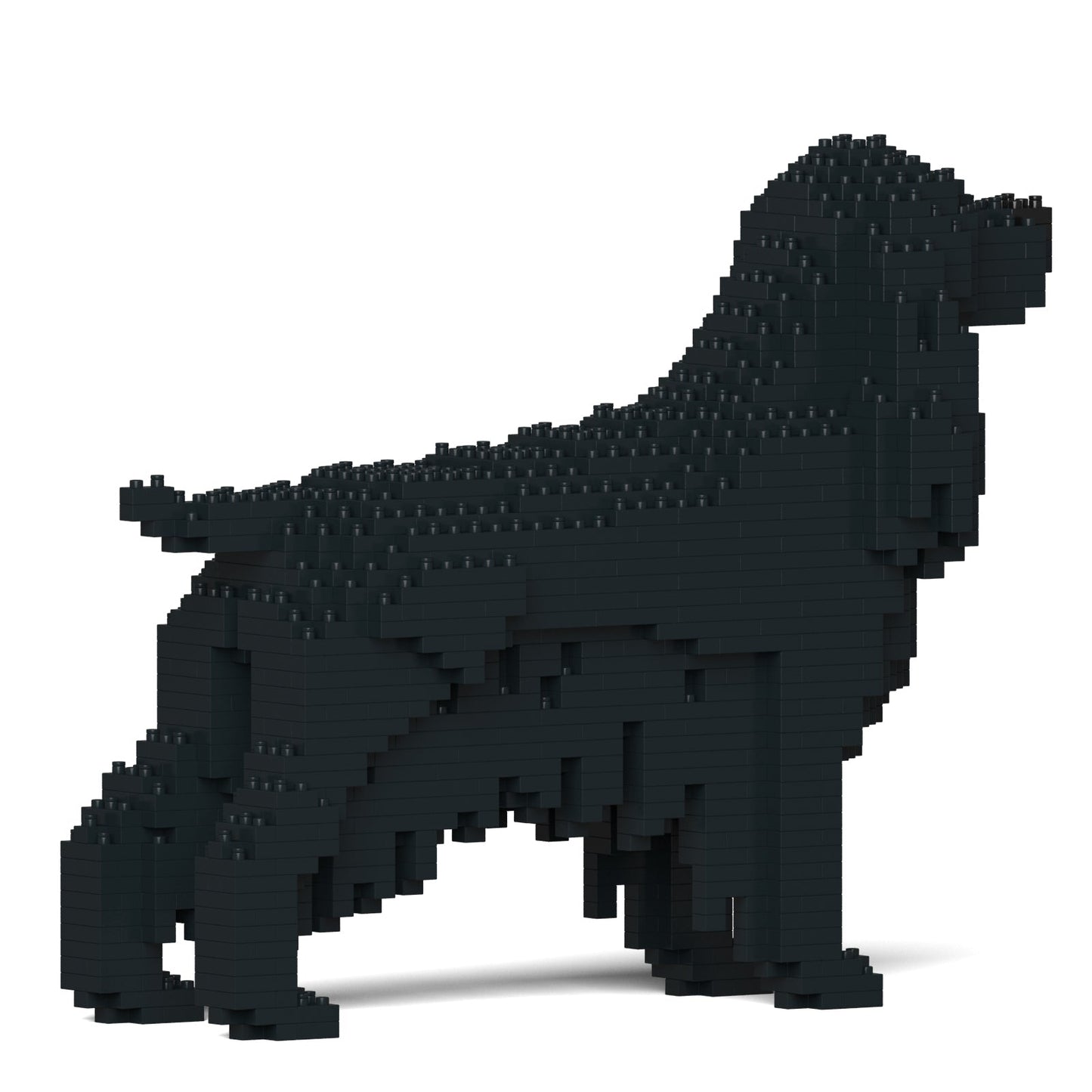 English Cocker Spaniel 01-M02