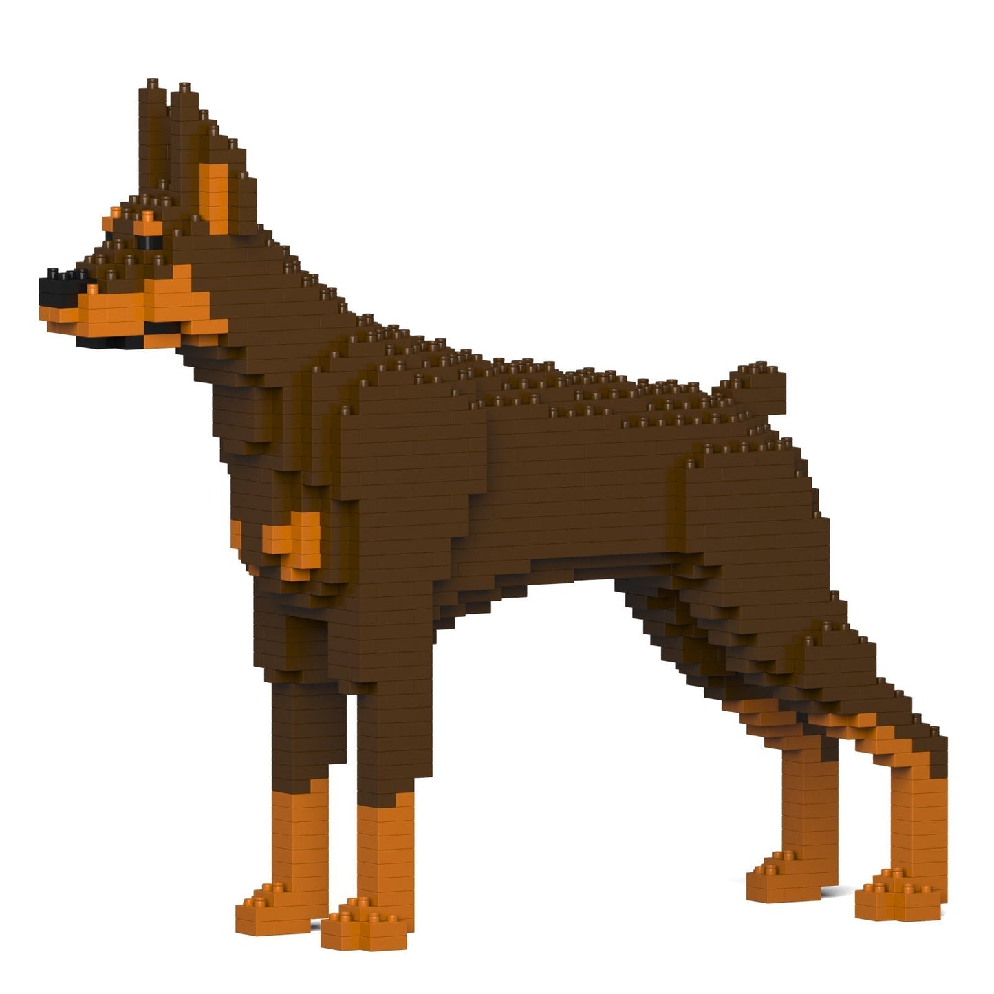 Doberman Pinscher 01-M02