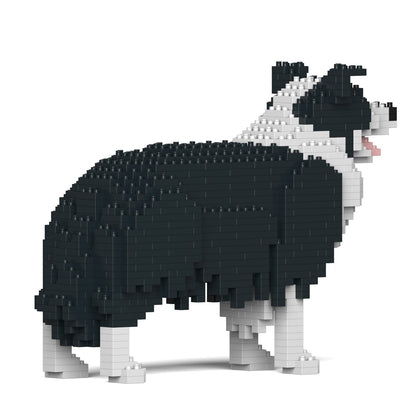 Border Collie 01-M01