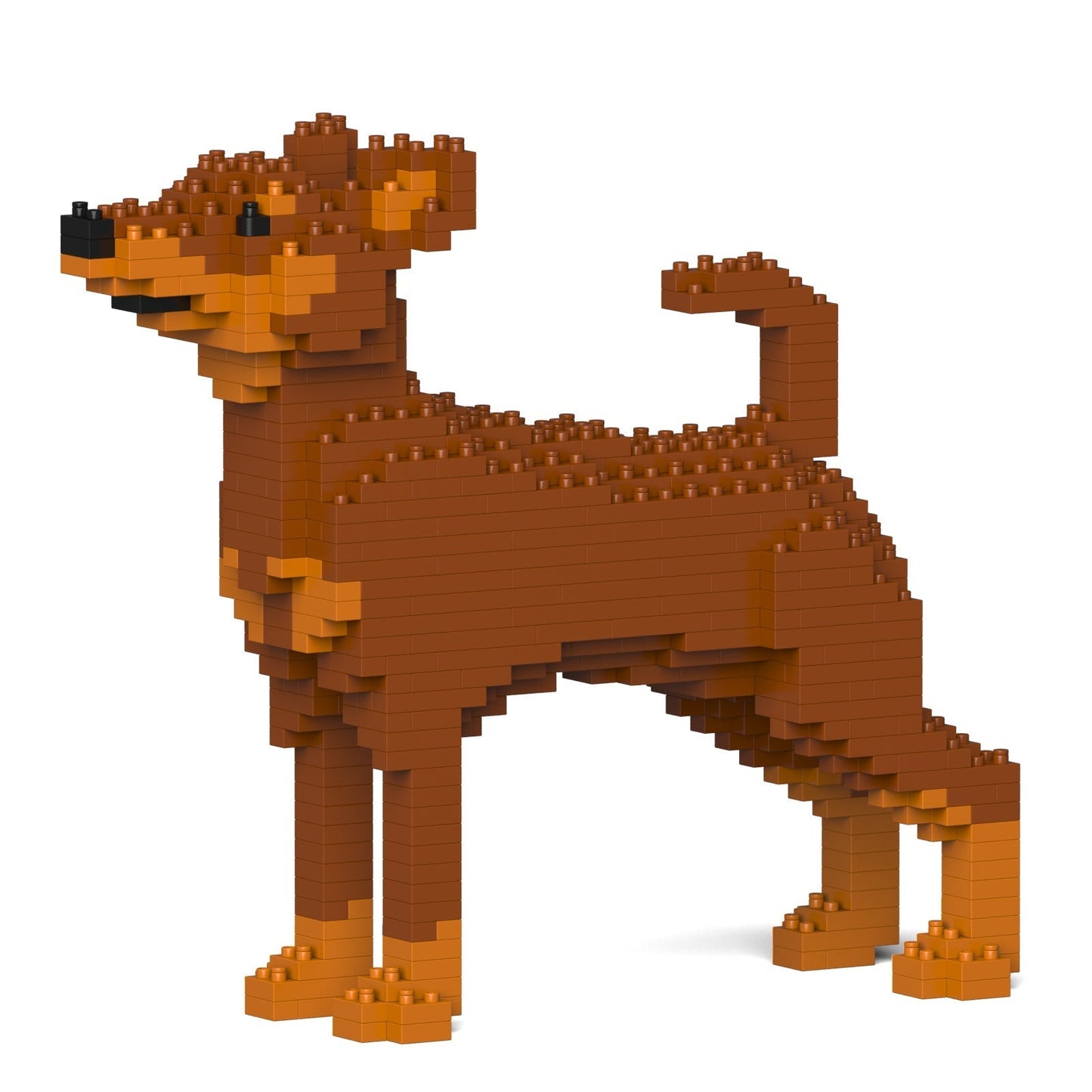 Miniature Pinscher 01-M02