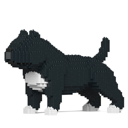 American Bully 01-M02