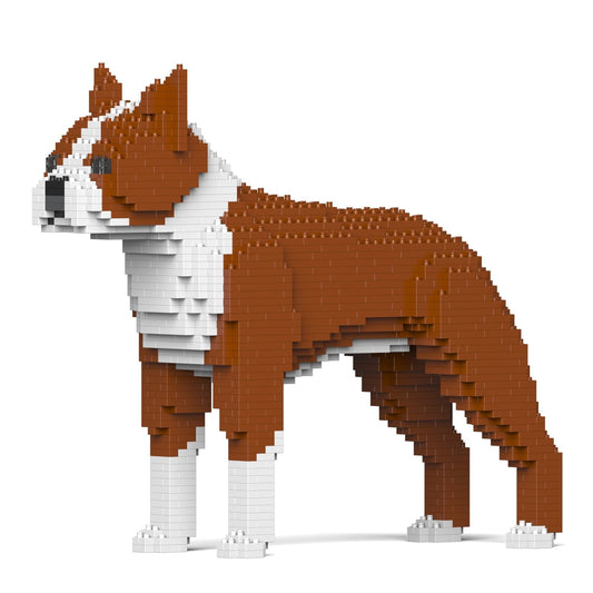 Boston Terrier 01-M02