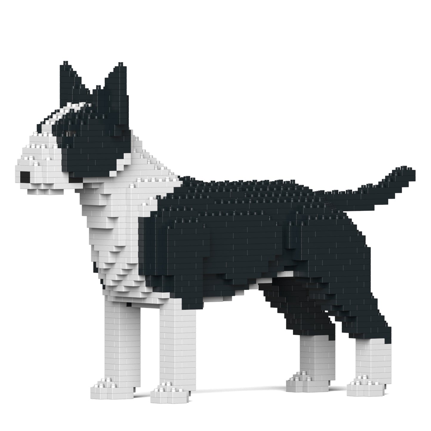 English Bull Terrier 01-M01