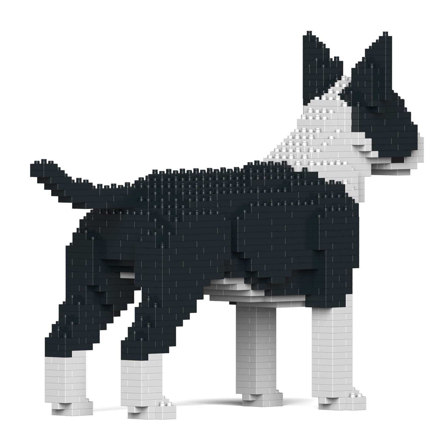 English Bull Terrier 01-M01