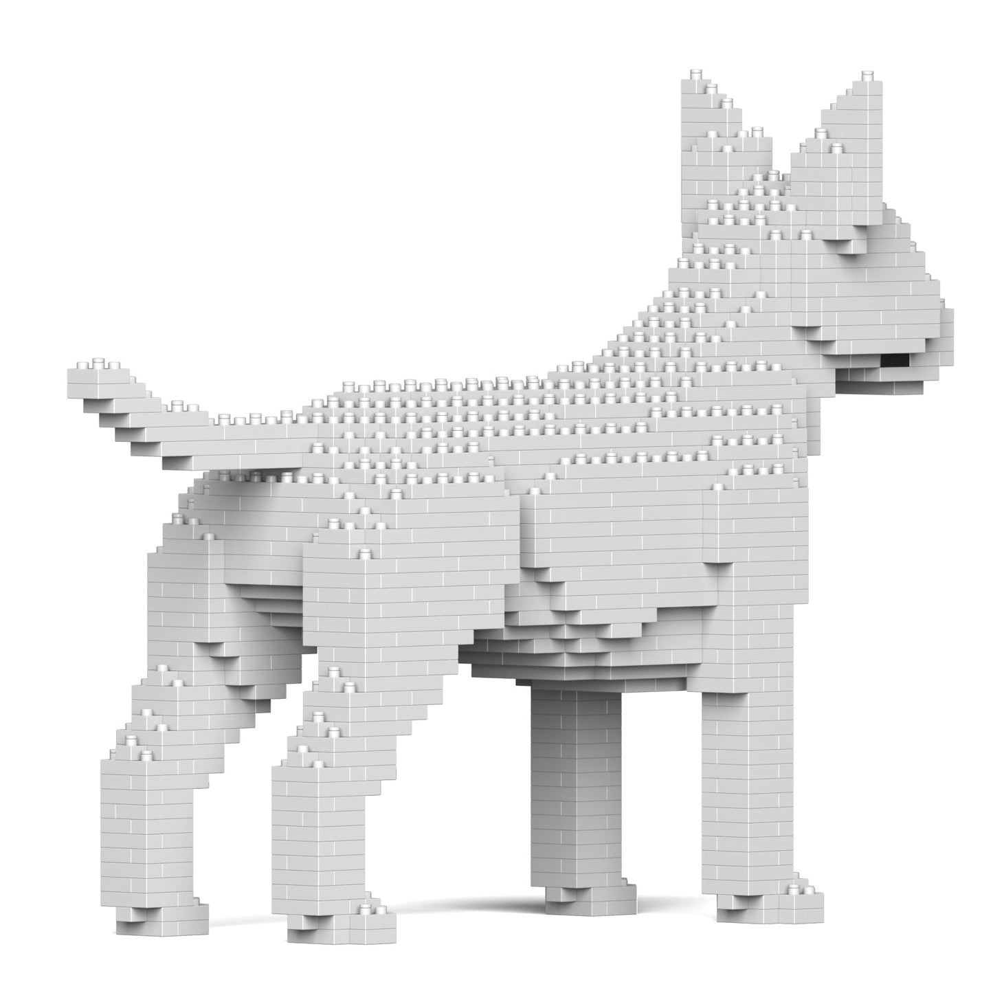 English Bull Terrier 01-M03