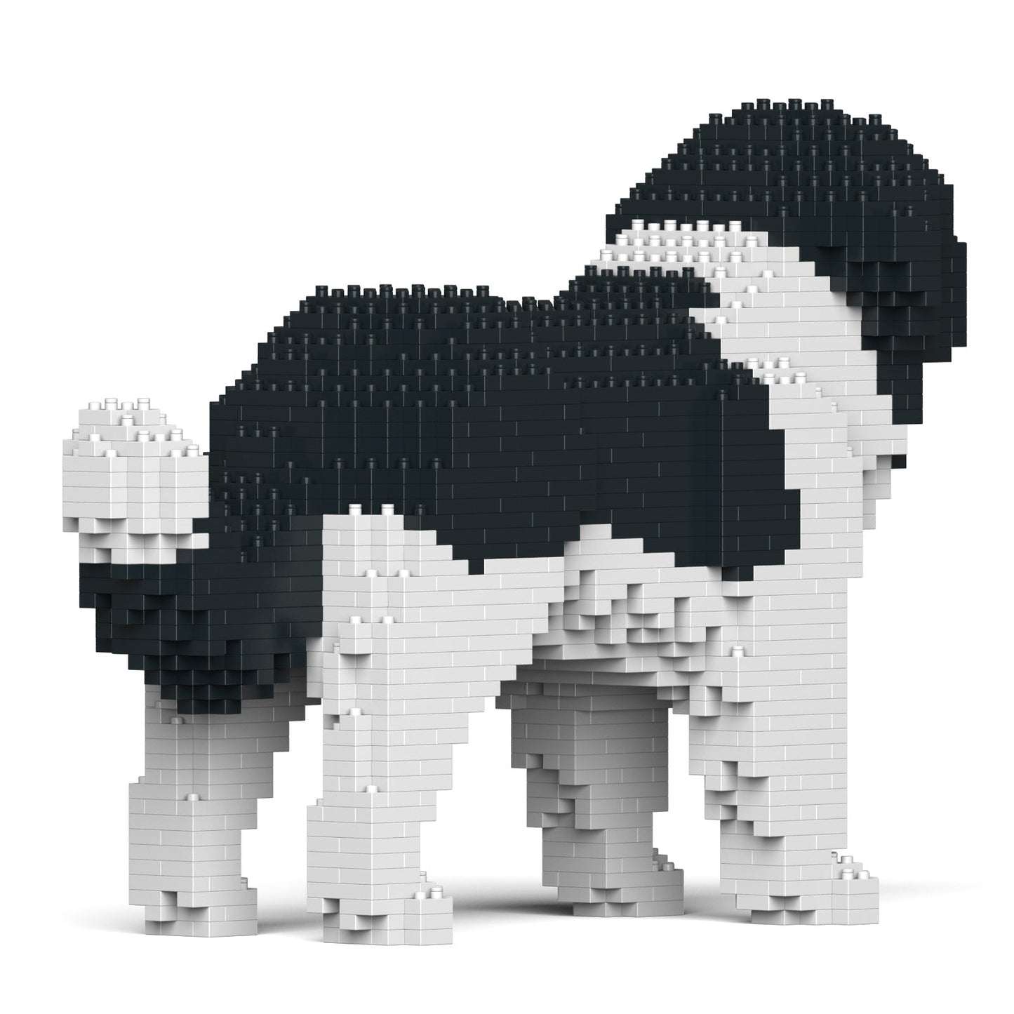 Newfoundland Dog 01-M03