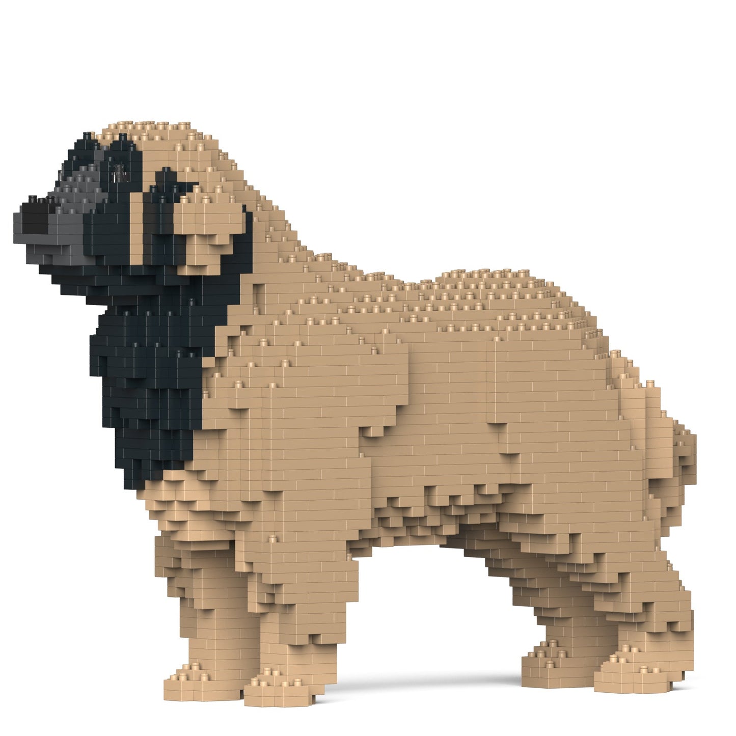 Leonberger 01-M02