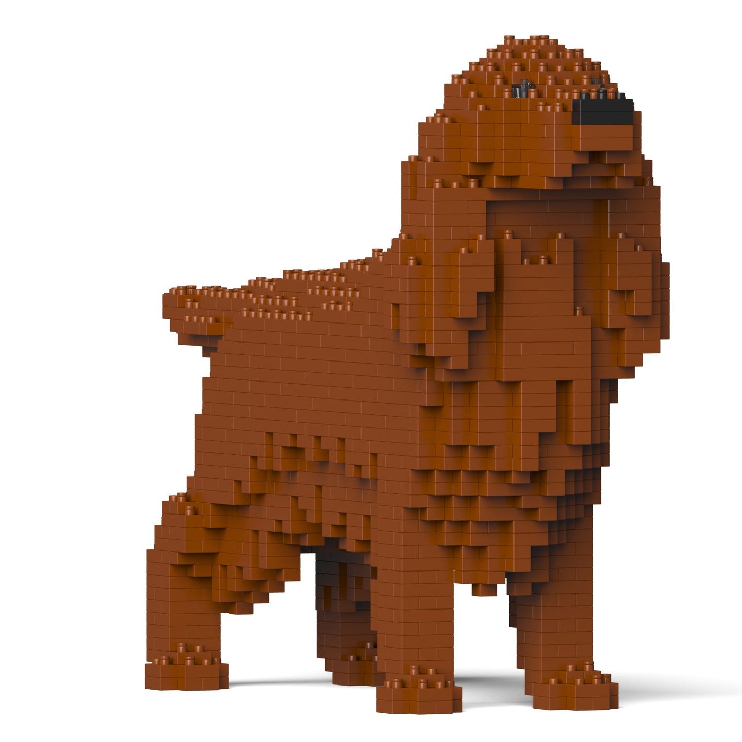 Irish Setter 01-M01