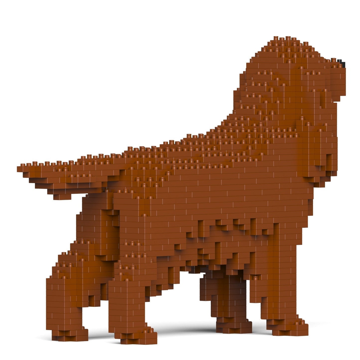 Irish Setter 01-M01