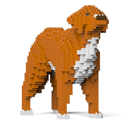 Nova Scotia Duck Tolling Retriever 01-M01