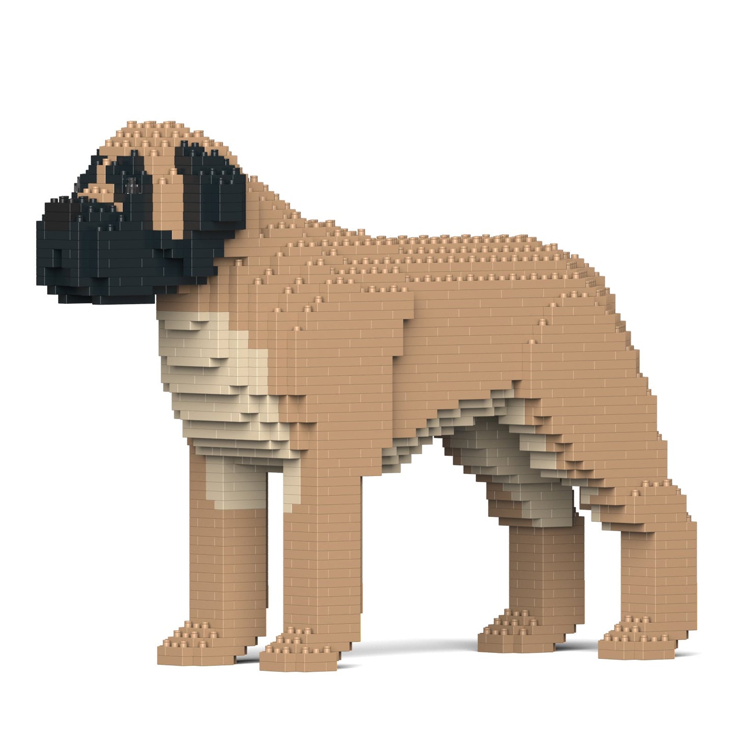 English Mastiff 01-M01