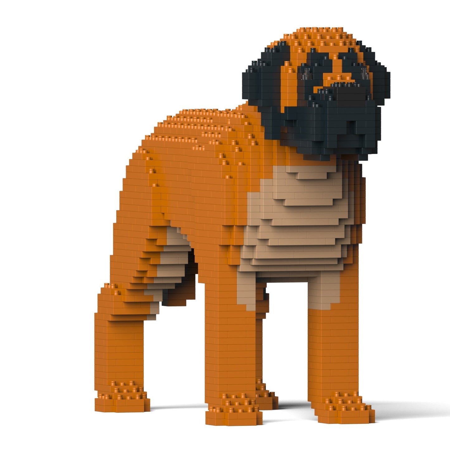 English Mastiff 01-M02