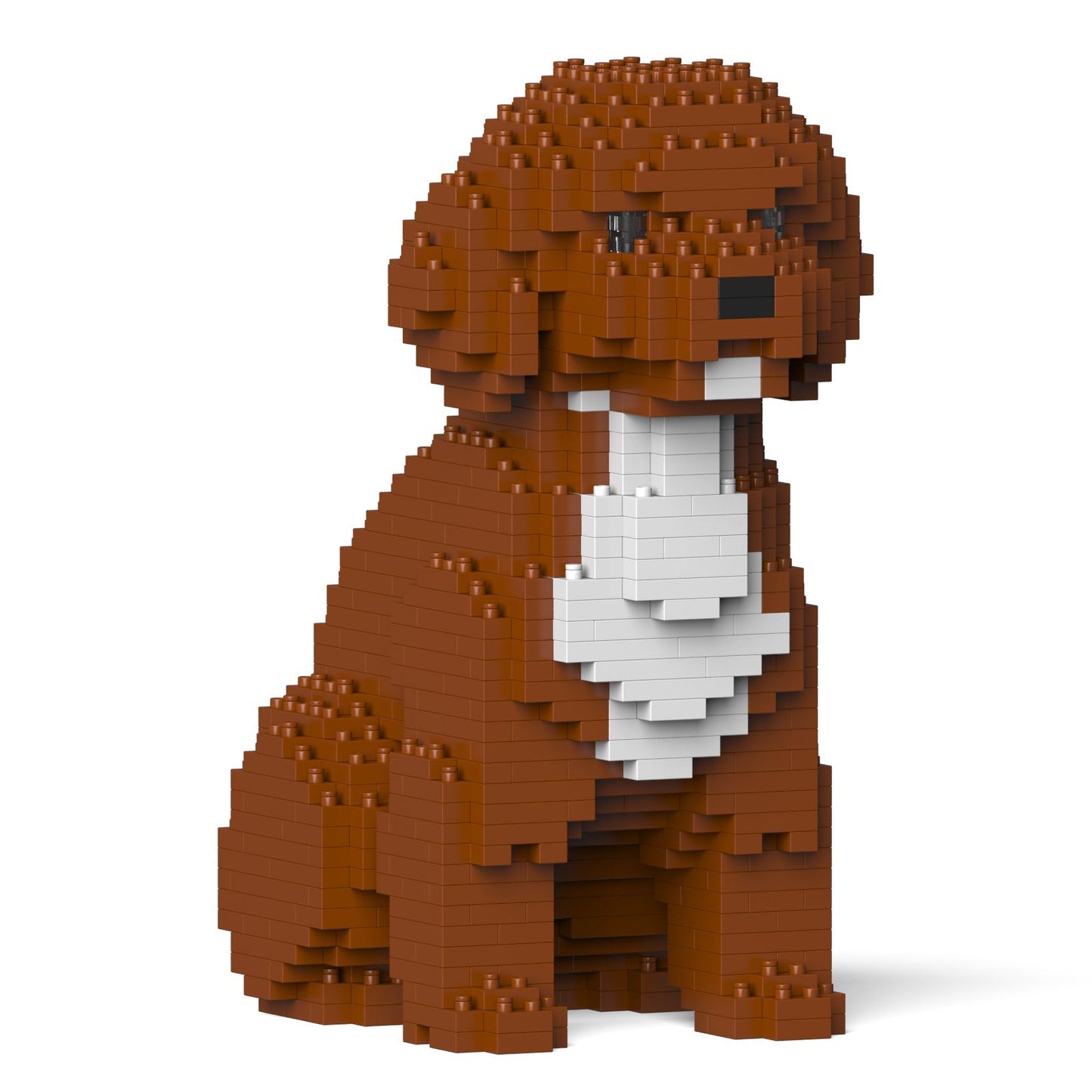 Cockapoo 01-M02