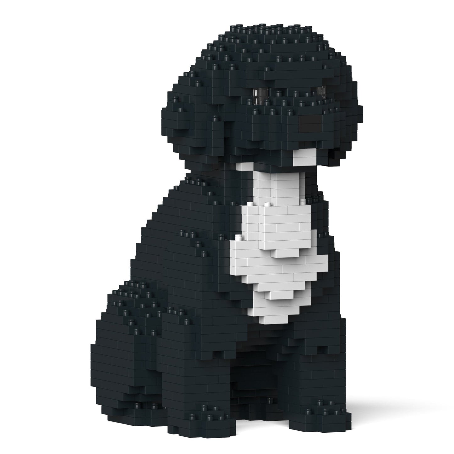 Cockapoo 01-M03