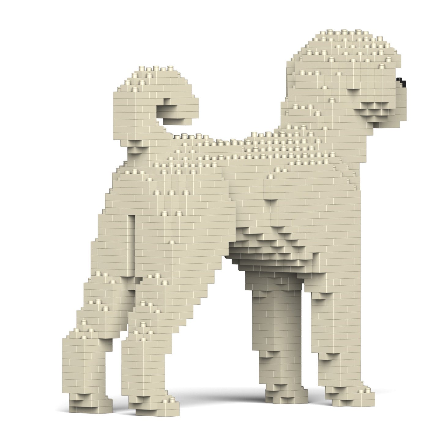 Labradoodle 01-M01