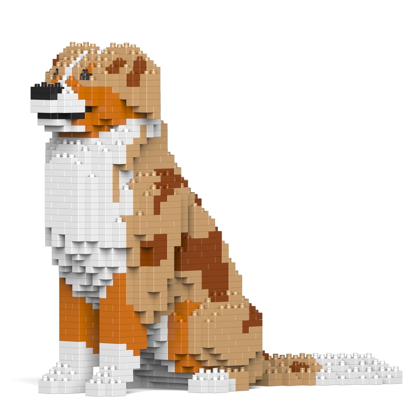 Australian Shepherd 01-M02