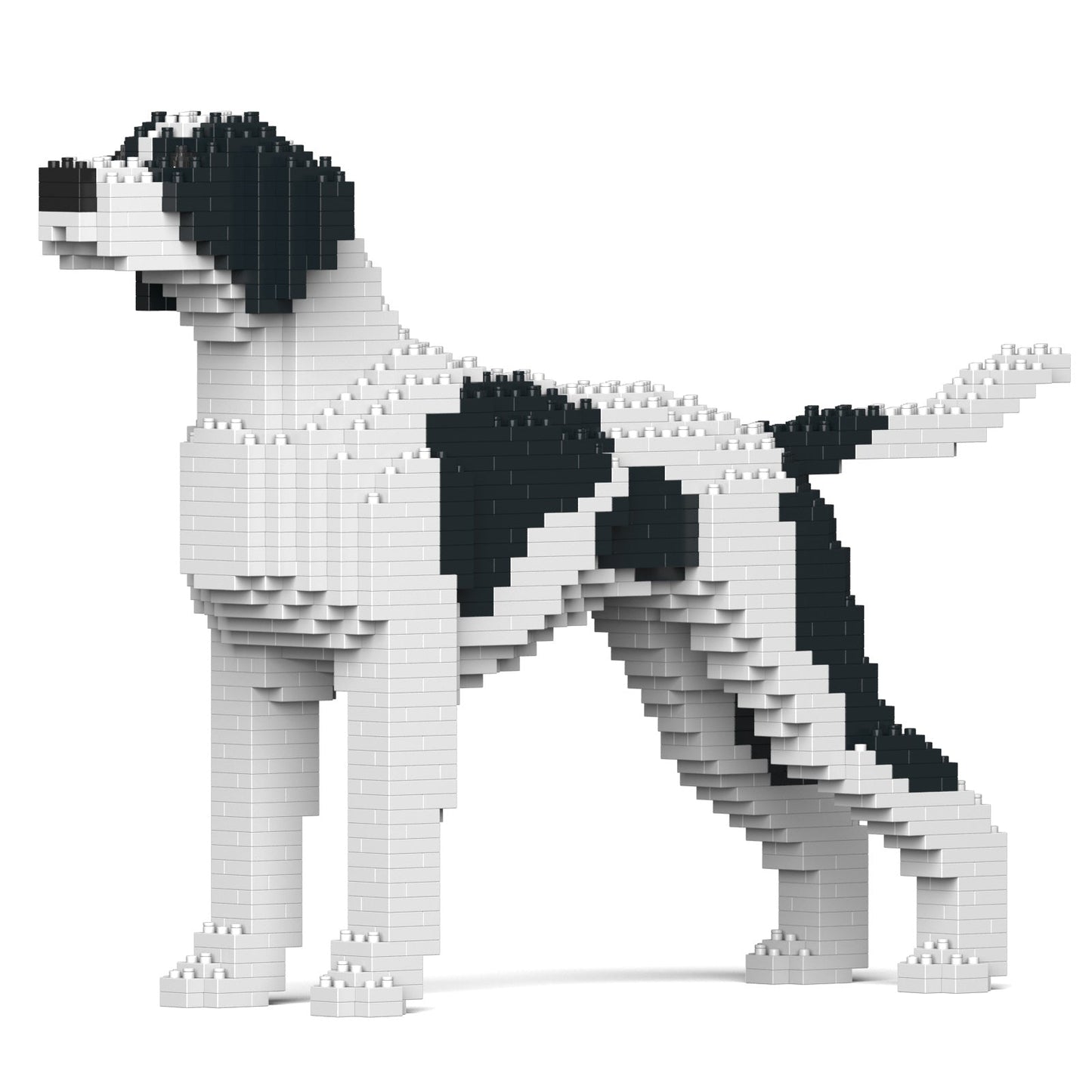 English Pointer 01-M02