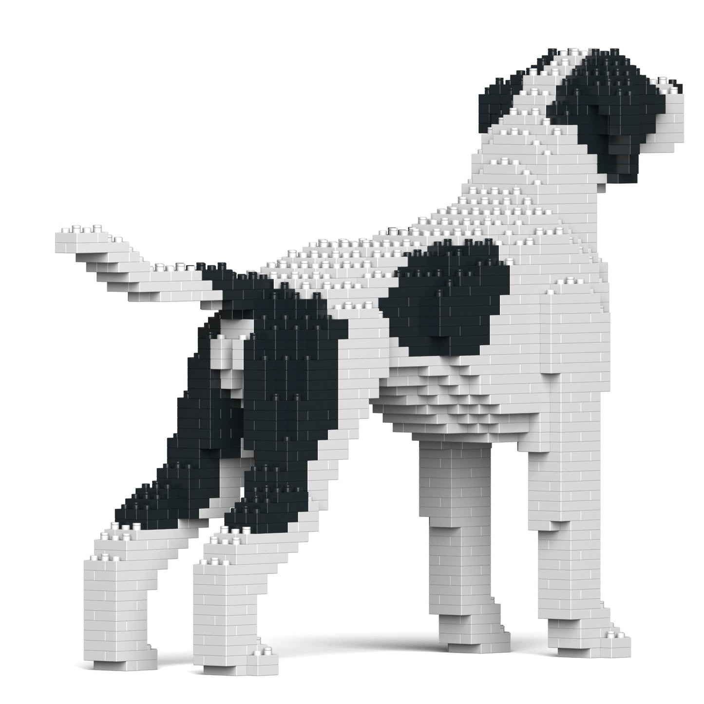 English Pointer 01-M02