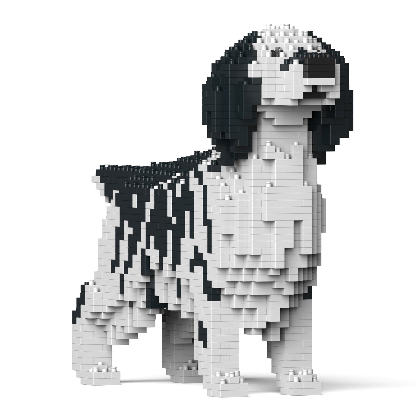 English Setter 01-M02