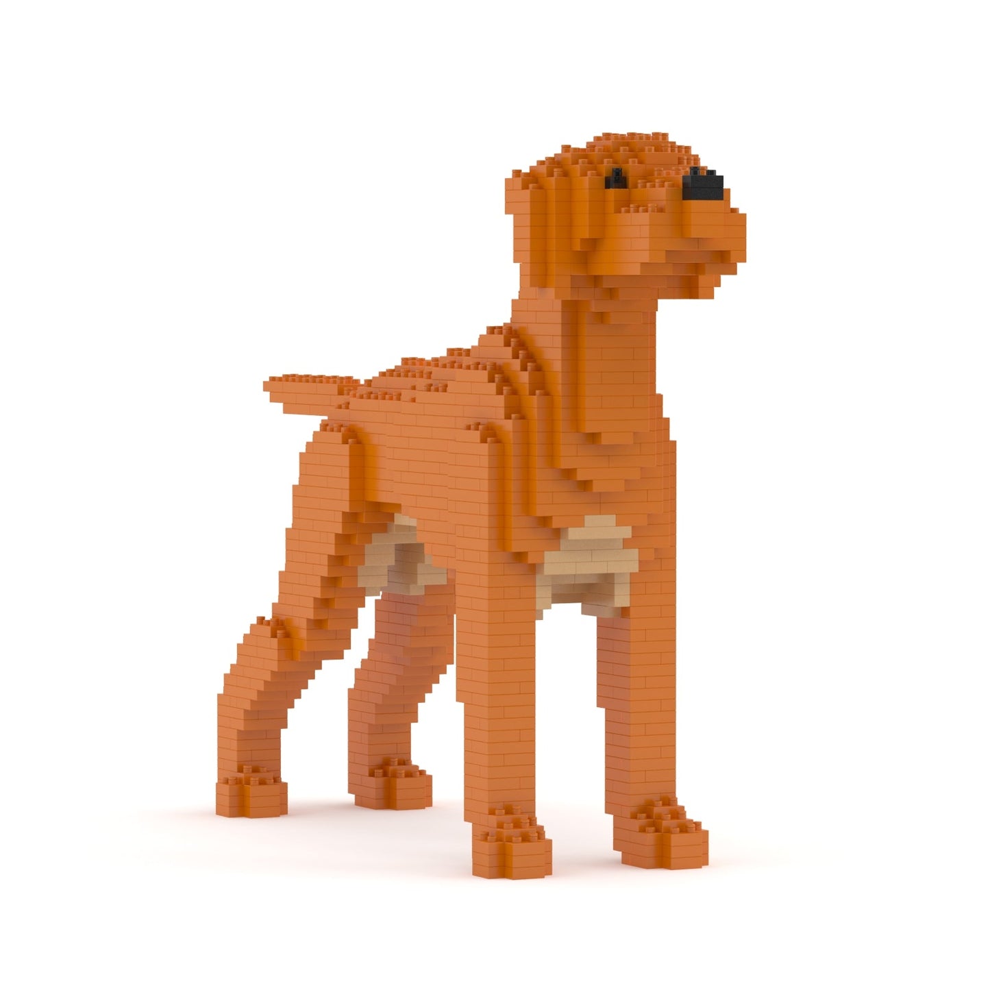 Hungarian Vizsla 01