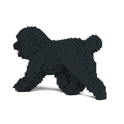 Toy Poodle 02-M02