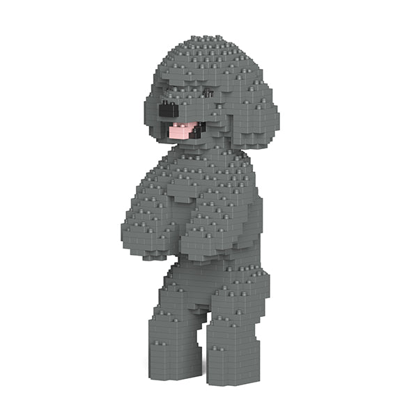 Toy Poodle 04-M06