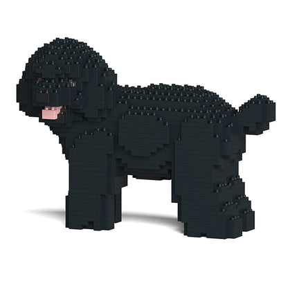 Toy Poodle 05-M02