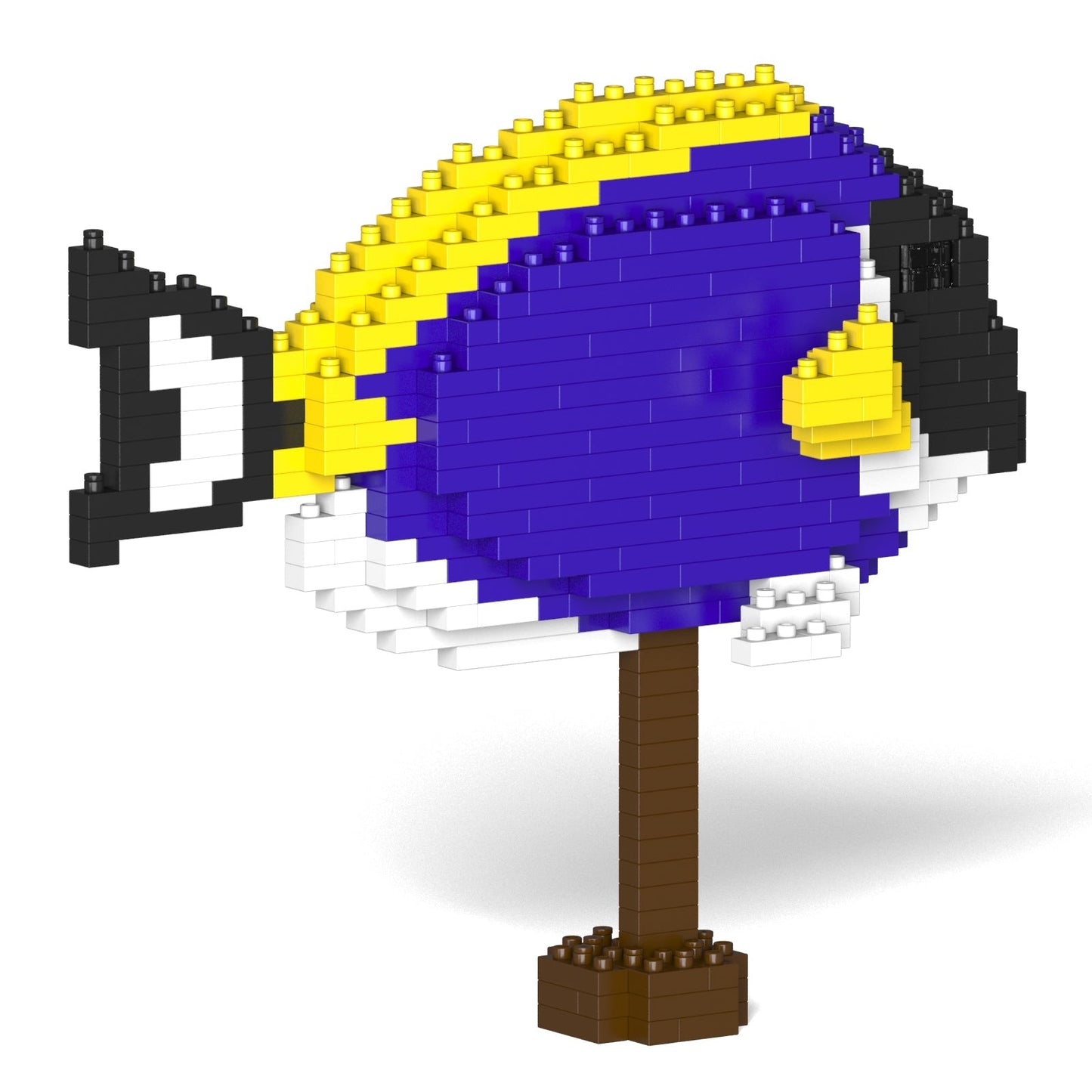 Powder Blue Tang 01