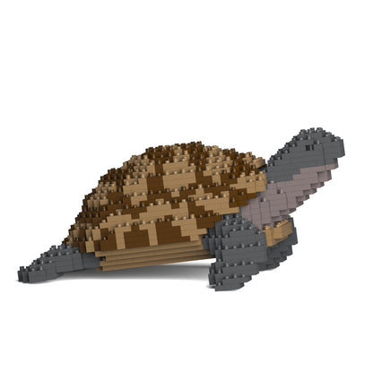 Greek Tortoise 01