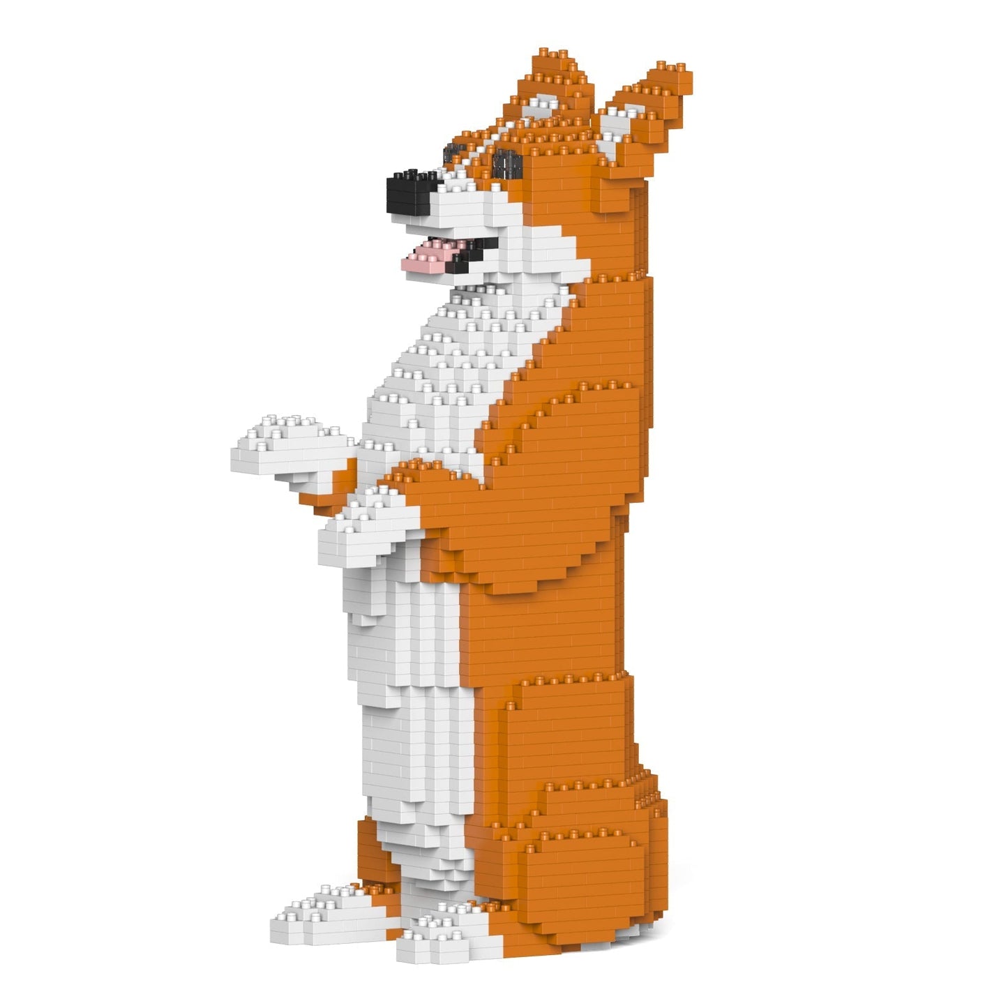 Welsh Corgi 05-M01