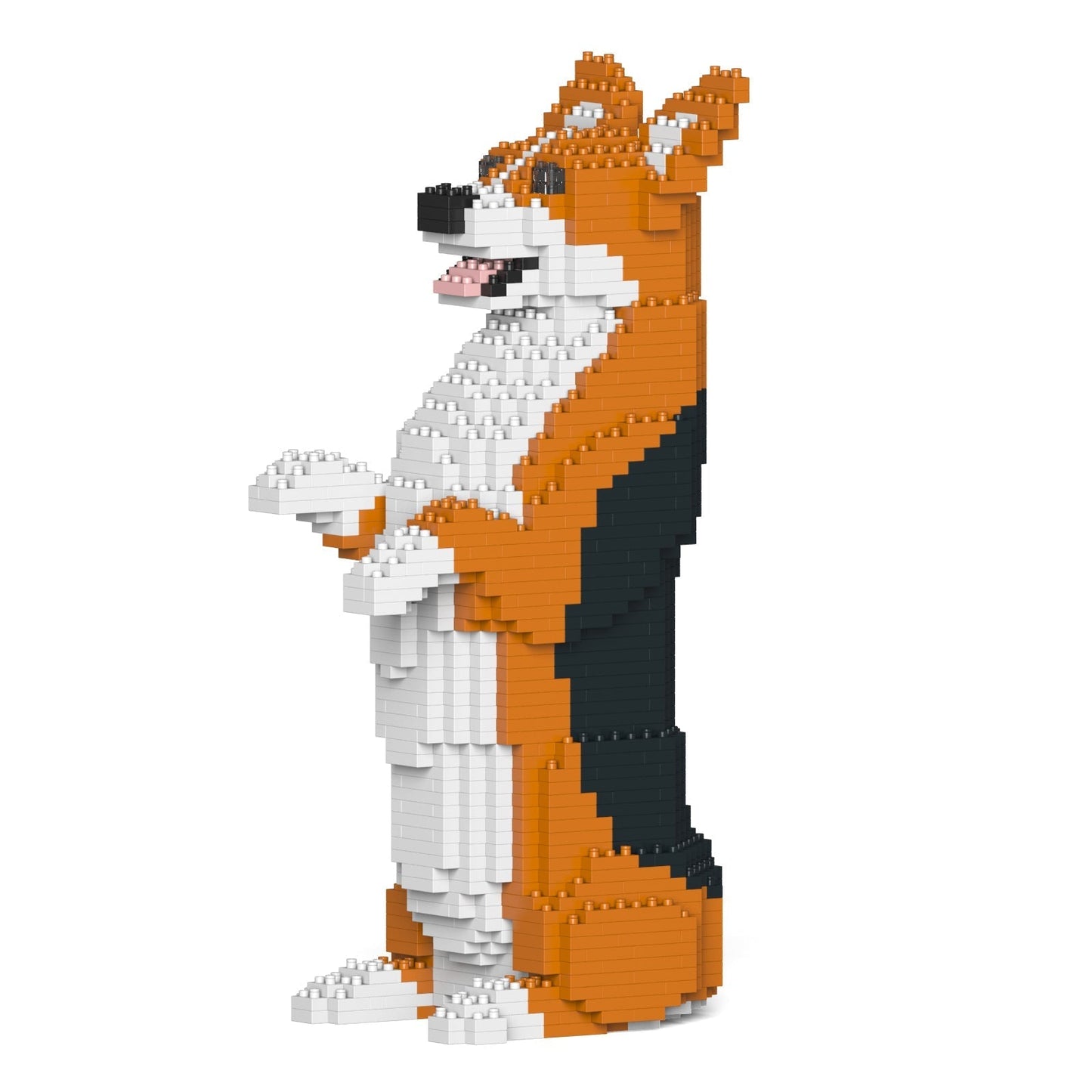 Welsh Corgi 05-M02